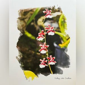 11” x 14” Orchid Print